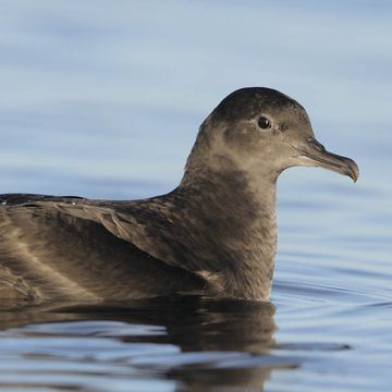 Puffinus griseus