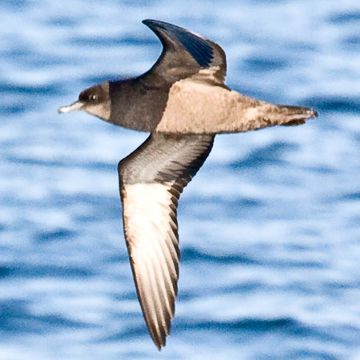 Short-tailed Shearwater