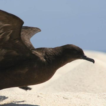 Christmas Island Shearwater