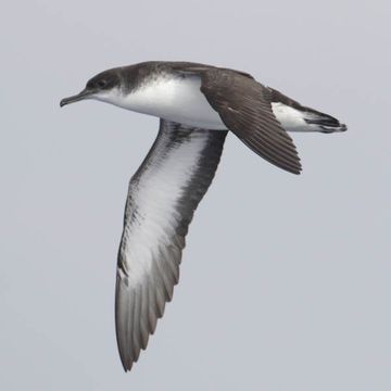 Manx Shearwater