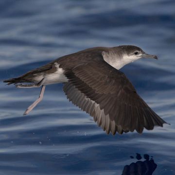 Audubon's Shearwater