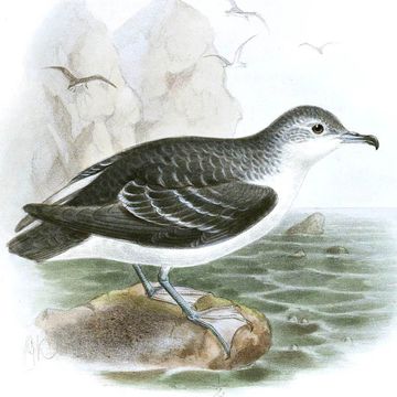 Little Shearwater