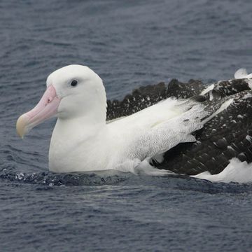 Wandering Albatross