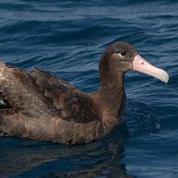 Short-tailed Albatross