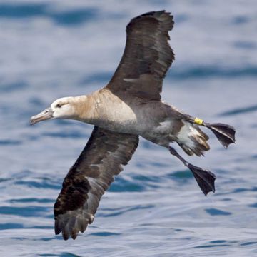 Schwarzfußalbatros