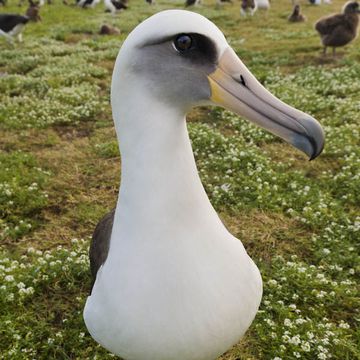 Laysan Albatross