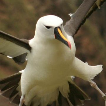 Gelbnasenalbatros