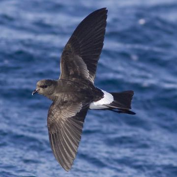 Wilson's Storm-petrel