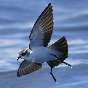 White-faced Storm-petrel