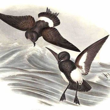 Black-bellied Storm-petrel