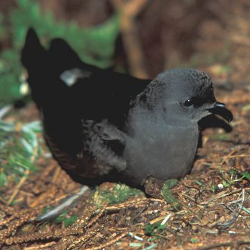 Leach's Storm-petrel