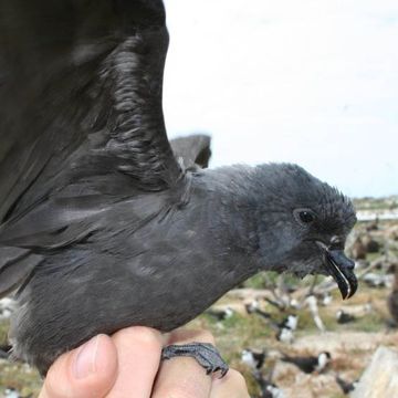 Tristram's Storm-petrel