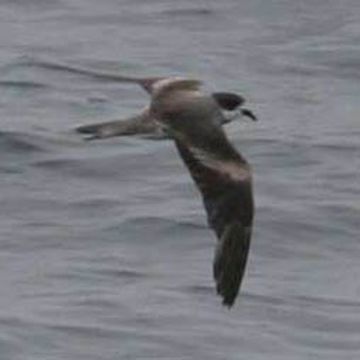 Ringed Storm-petrel