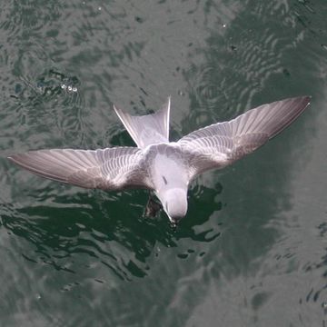 Fork-tailed Storm-petrel