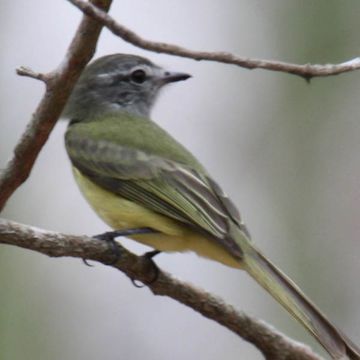 Greenish Elaenia