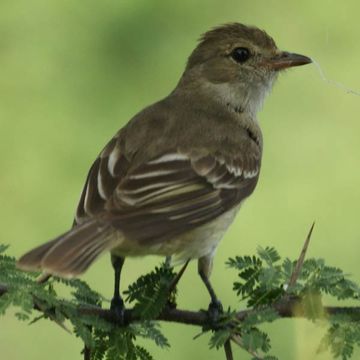 Caribbean Elaenia