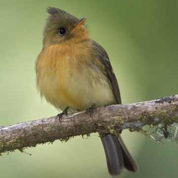 Tufted Flycatcher