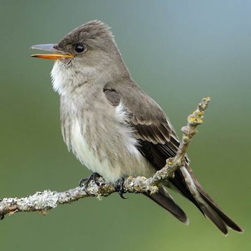 Olive-sided Flycatcher