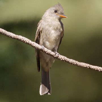 Greater Pewee