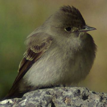 Western Wood-pewee