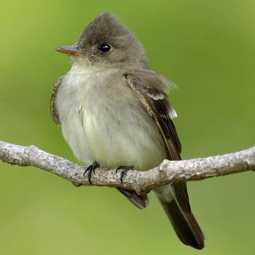 Eastern Wood-pewee