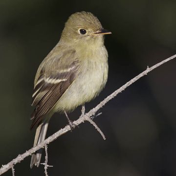 Yellow-bellied Flycatcher