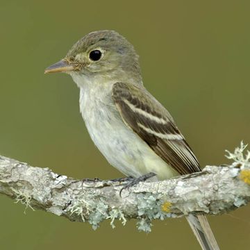 Empidonax virescens