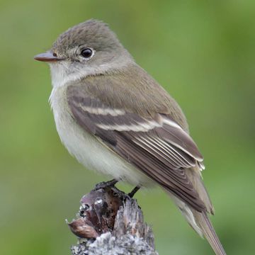 Alder Flycatcher