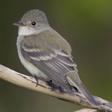 Willow Flycatcher