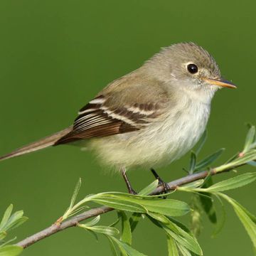 Empidonax minimus