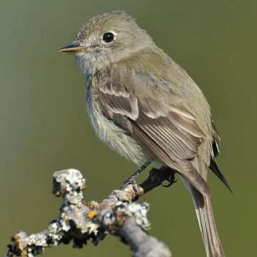 Hammond's Flycatcher