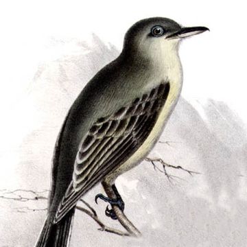 Grey Flycatcher