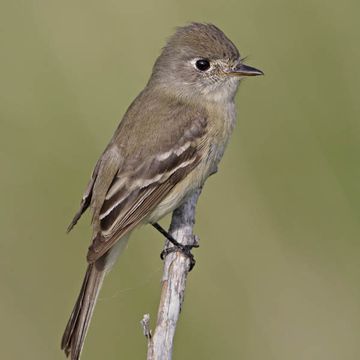 American Dusky Flycatcher