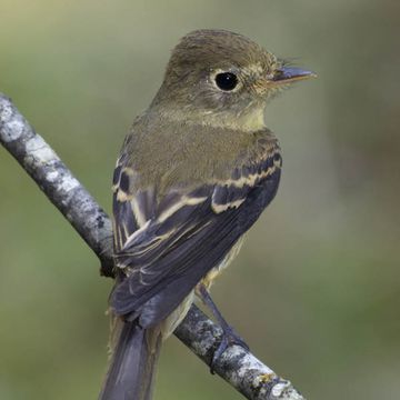 Pacific-slope Flycatcher