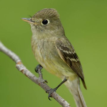 Cordilleran Flycatcher