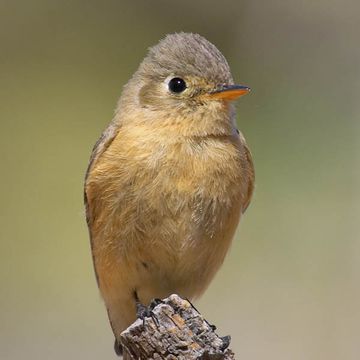 Buff-breasted Flycatcher