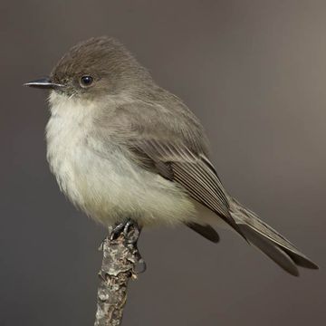 Eastern Phoebe