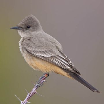 Say's Phoebe