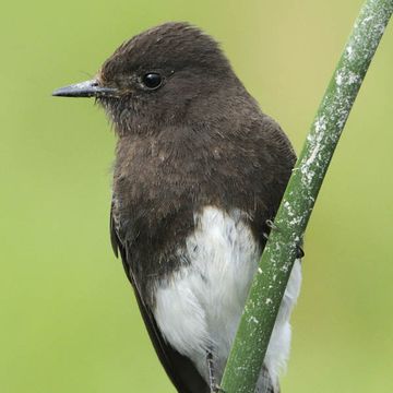 Black Phoebe