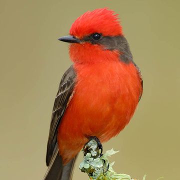 Vermilion Flycatcher