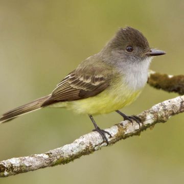 Dusky-capped Flycatcher