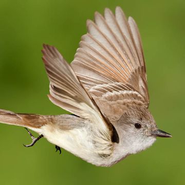 Ash-throated Flycatcher