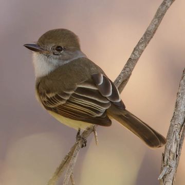 Nutting's Flycatcher