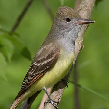 Great Crested Flycatcher