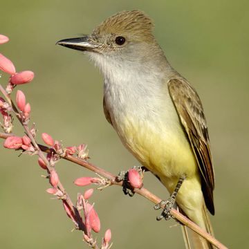 Myiarchus tyrannulus