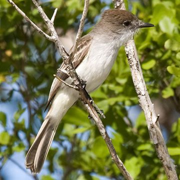 La Sagra's Flycatcher