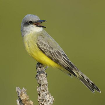 Tropical Kingbird