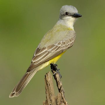 Couch's Kingbird