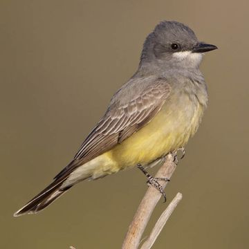 Cassin's Kingbird