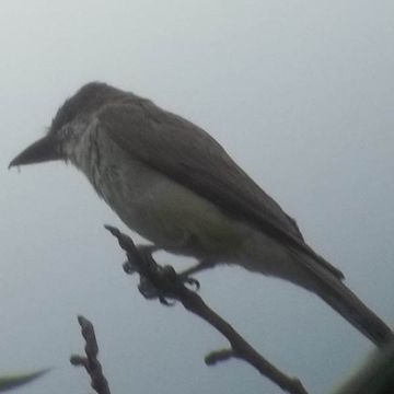 Thick-billed Kingbird